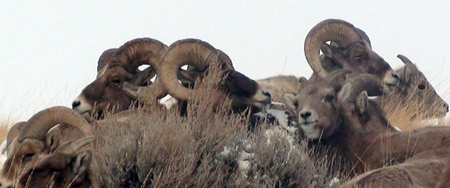 bighorn_sheep_hunting3